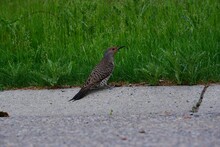 Adorable Northern Flicker On The Road Next To Lush Green Grass