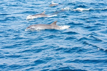Wall Mural - Dolphins in blue ocean