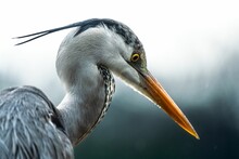 Closeup Of A Grey Heron (Ardea Cinerea)