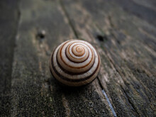 A Spiral-shaped Snail Shell Lies On An Old Wooden Floor