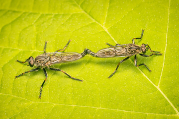 Two robber flies mating on a green leaf