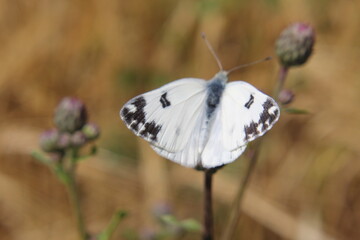 Wall Mural - butterfly on a flower