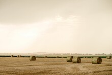 Bunch Of Round Hay Bales On A Dry Farm Field