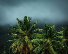 Palm Tree Tops In A Misty Weather