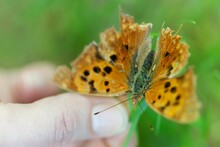 Orange Butterfly With Black Dots (Polygonia Interrogationis) With Wings Spread On The Palm