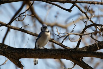 Sticker - Close-up shot of a blue jay perched on a twig on a blurred background