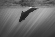 Short-finned Pilot Whale Diving Underwater In Grayscale