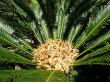 Closeup Shot Of Growing Lush Palm With Cycads
