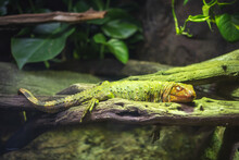 Green Iguana (Iguana Iguana) Sleeping On A Tree Branch