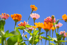 Blue Sky With Blooming Stalks Of Bright Flowers, Low Angle Shot. Summer Mood