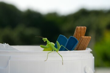 Canvas Print - mantis insect (Mantis religiosa) a very sweet green insect on clothes drying pegs