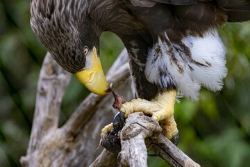 Canvas Print - Steller's sea eagle sits on dry tree on green background of garden. A bird of prey feeds on carrion