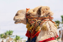 Close Up Of Head Of Camel With Colorful Harness