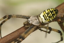 Closeup Of A Colorful Female Wasp Spider , Argiope Bruennichi