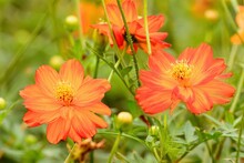 Closeup Of Orange Cosmos Flowers In A Garden