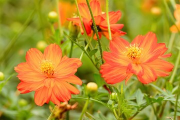 Sticker - Closeup of orange cosmos flowers in a garden