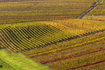  Autumn in moravian vineyards near Velke Bilovice, Southern Moravia, Czech Republic