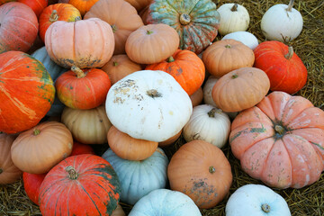 Wall Mural -  variety of pumpkin harvest in autumn season