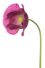 Wall Mural - poppy flower isolated