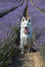 A Large White Dog Sits In A Field Of Lavender.