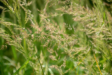 Fluffy Blades Of Grass In Summer Field At Sunlight Natural Background