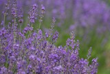 Fototapeta Kwiaty - Lavender (Lavandula) Used in medicine, cosmetics and aromatherapy; has anti-inflammatory, antiseptic and repellent effects. The species is widely used in gastronomy as a spice