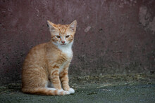 Little Rusty Kitty Sitting Near The Old Wall And Looking Forward, City Animals