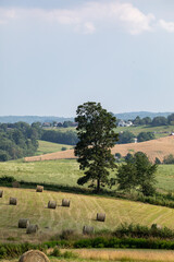 Wall Mural - Field of hay bales in the rolling hills of Ohio's Amish country