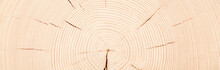 Light Stump Texture, Fresh Saw Cut Wood Background