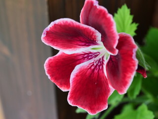 Poster - red hibiscus flower