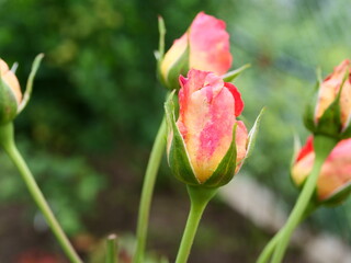 Poster - tulip flower