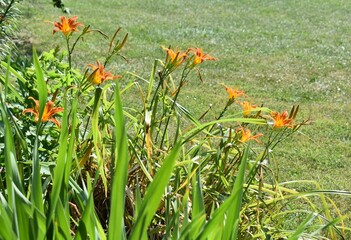 Poster - Daylily Flowers in a Garden