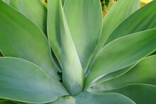 Green Agave Succulent Plant Growing In The Summer Season. Closeup Of A Tropical Perennial Plants Stem With Soft Pattern Details. Thick Lush Leaves Growing, Flourishing In Eco Friendly Environment