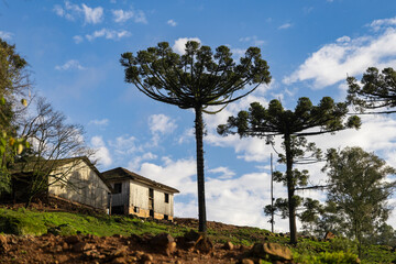 Wooden house in the countryside with a tree typical of the southern region of Brazil, Araucaria, Bento Gonçalves, RS, Brazil