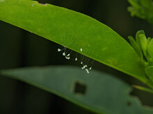 Close Up Small Eggs And Larvae Insect Of Golden Eye Green Lacewings That Hang Under Leaves