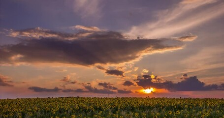 Fotobehang - Summer Landscape: Beauty Sunset over Sunflowers Field. Panoramic views. Time lapse. Agriculture, Farm. Crop Grown.