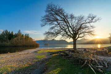 Sticker - Lone tree at sunset. Derwentwater lake in Lake District. England