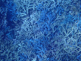 Fototapeta Do akwarium - 沖縄のサンゴ礁