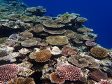Fototapeta Do akwarium - 沖縄のサンゴ礁