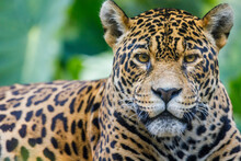 Jaguar Looking At Camera Resting In Pantanal, Brazil, South America