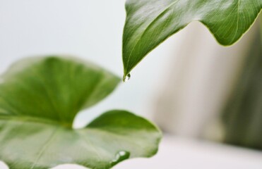 観葉植物　セローム　水滴　背景