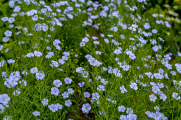 Canvas Print - Flax (Linum usitatissimum) flowers, close up shot, local focus