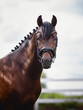 closeup portrait of young sport stallion horse with bridle in summer