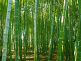 Fototapeta Dziecięca - Green bamboo forest in sun light
