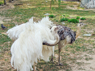 Wall Mural - two nandu in a enclosure