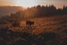 Dog At Dawn In The Mountains