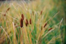 Inflorescence-cob Of Cattail In Late Fall. The Cob Grows In The Wild, The Cob Close-up Background Is Blurred.
