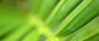 © tomertu - Close up image of green leaf detail. Ecology and nature banner