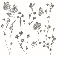 Poster - Collection of vector rustic plants for design