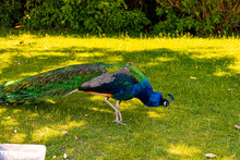 Zoos Under The Trees In The Shade A Blue Peacock Walks